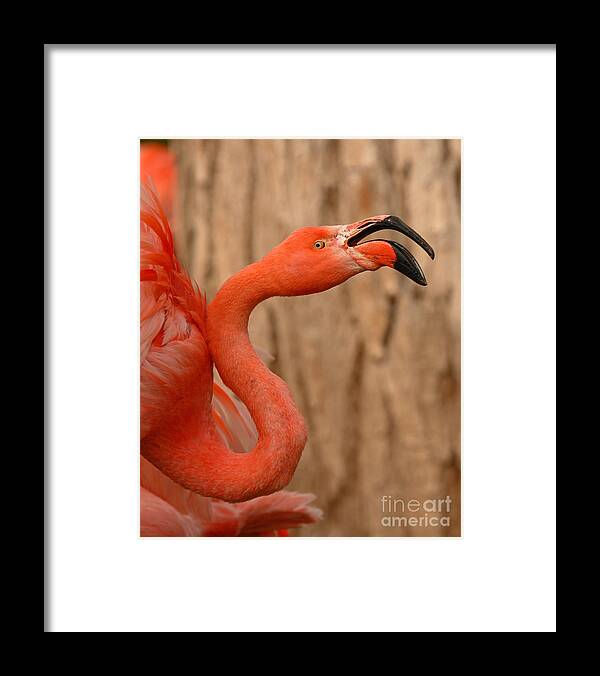 Bird Framed Print featuring the photograph Flamingo Calling Out by Max Allen