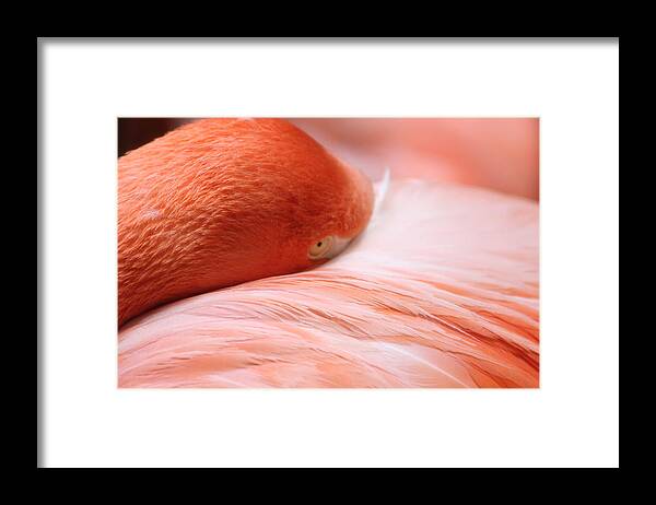 Flamingo Framed Print featuring the photograph Flamingo by Elizabeth Budd