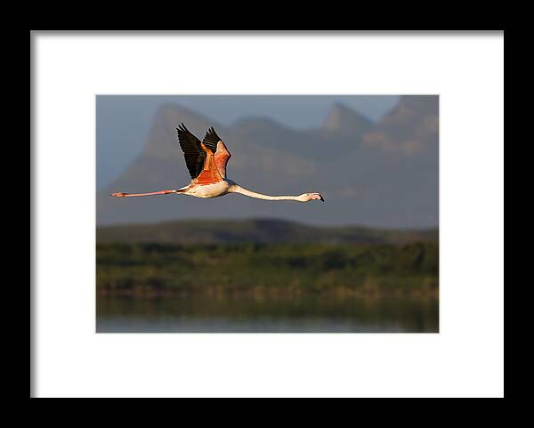 Flamingo Framed Print featuring the photograph Flamingo Flight by Basie Van Zyl