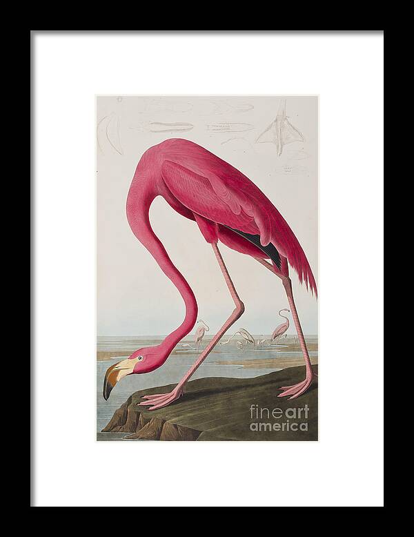 Flamingo Framed Print featuring the painting Flamingo by John James Audubon