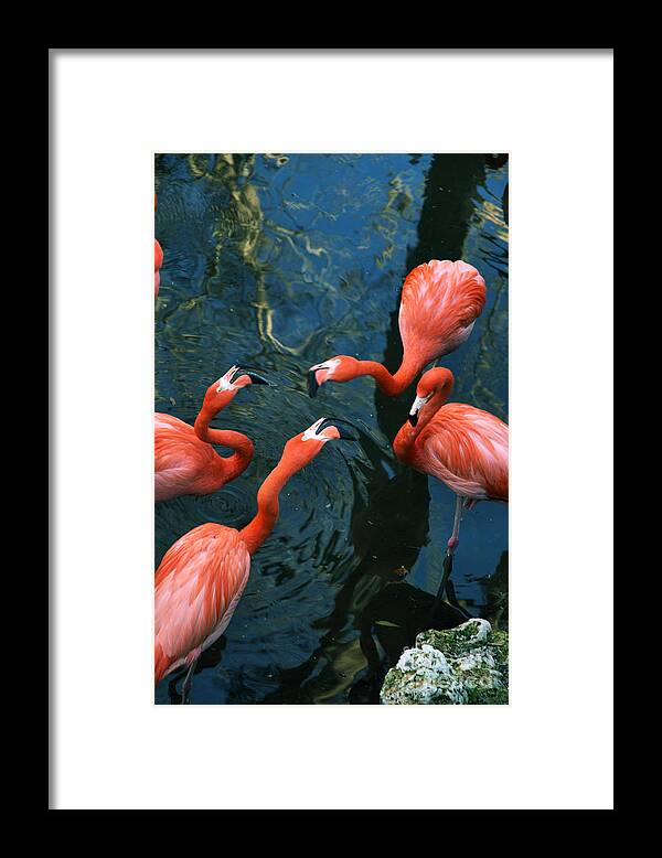 Flamingo Framed Print featuring the photograph Flamingo Party 2 by Kathi Shotwell