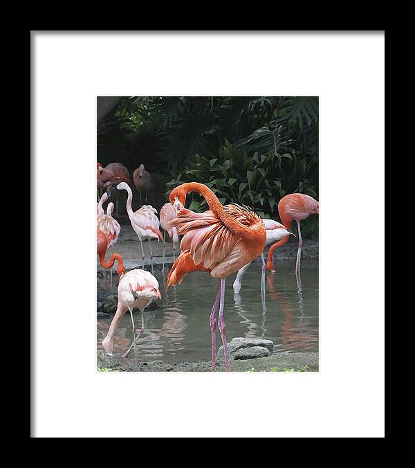 Torrey E. Smith Framed Print featuring the photograph Flamingo Preening IMG_2898 by Torrey E Smith
