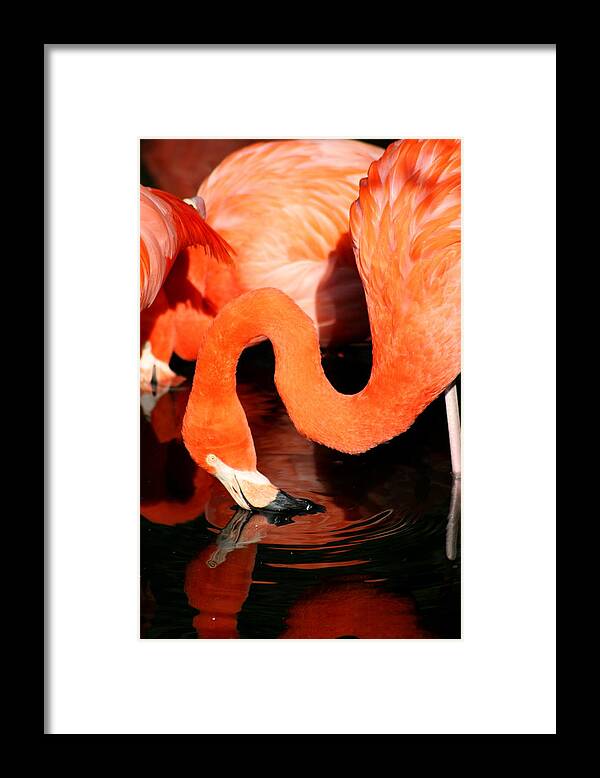 Pink Framed Print featuring the photograph Flamingo Taking A Dip by David Dunham