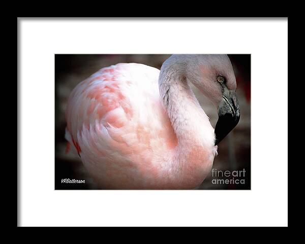 Flamingo Framed Print featuring the photograph Flamingo Two Memphis Zoo by Veronica Batterson