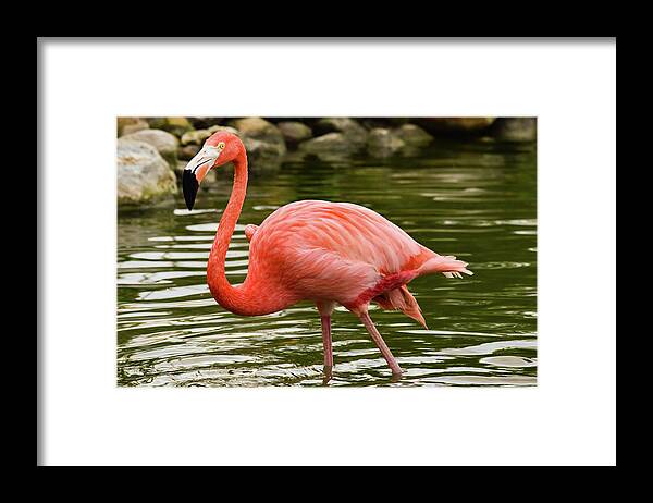 Flamingo Framed Print featuring the photograph Flamingo Wades by Nicole Lloyd
