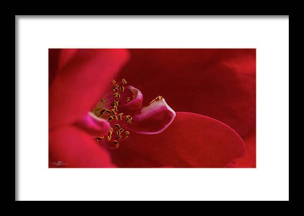Rosa 'flammentanz' Framed Print featuring the photograph Flammentanz by Torbjorn Swenelius
