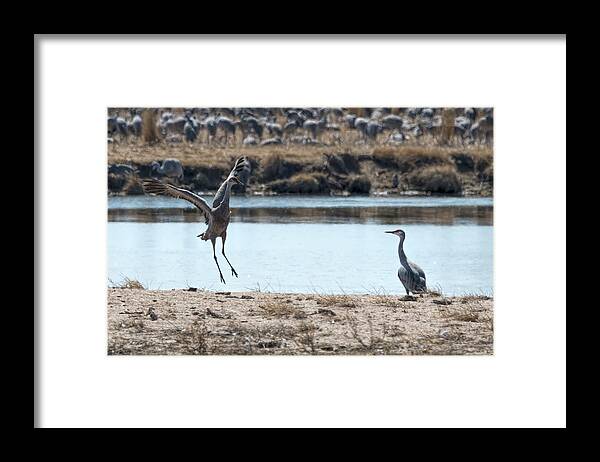 Sandhill Crane Framed Print featuring the photograph Flapping wings and jumping by Dan Friend