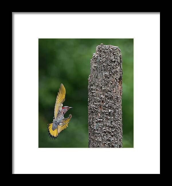 Flicker Framed Print featuring the photograph Flash of Yellow by Art Cole