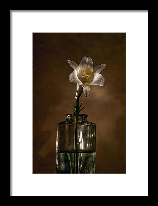 Flower Framed Print featuring the photograph Flashlight Series Easter Lily 3 by Lou Novick