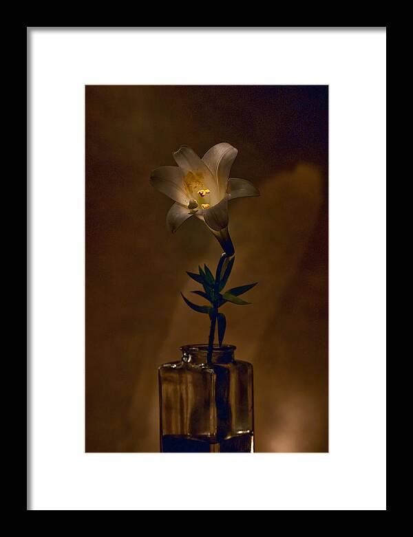Flower Framed Print featuring the photograph Flashlight Series Easter Lily 4 by Lou Novick