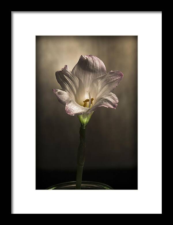 �2010 Lou Novick Framed Print featuring the digital art Flashlight Series White Flower 6 by Lou Novick