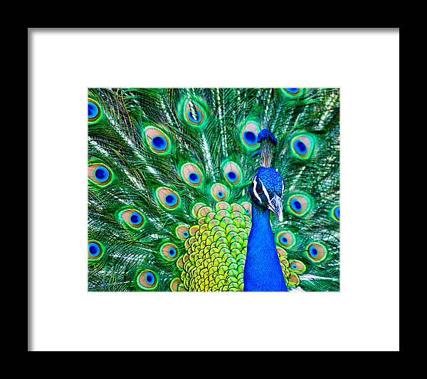 Blue Framed Print featuring the photograph Flashy by John Busby