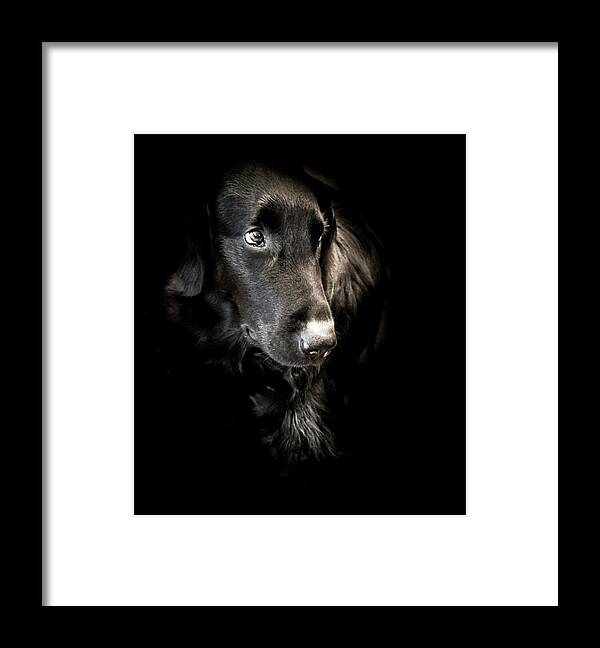 Dog Framed Print featuring the photograph Flat Coated Retriever by Allin Sorenson
