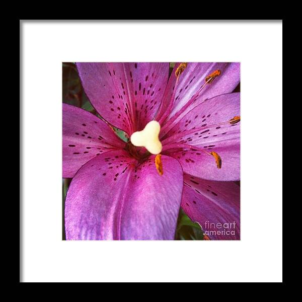 Lily Framed Print featuring the photograph Flecked by Denise Railey