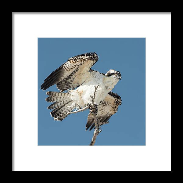 Osprey Framed Print featuring the photograph Fledgling Osprey by Gordon Ripley