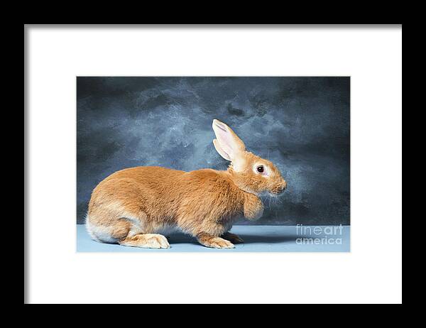 Animal Framed Print featuring the photograph Flemish Giant Rabbit by Les Palenik