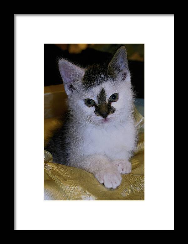 Kitten Framed Print featuring the photograph Fleur-de-lis kitten by Bess Carter
