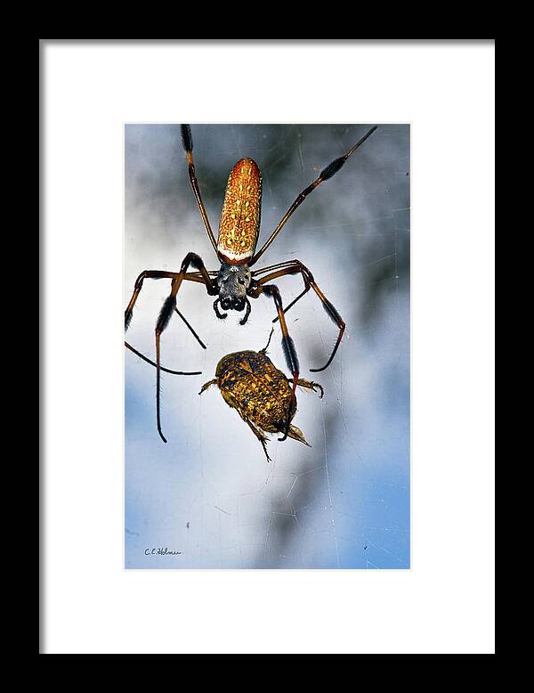 Golden Silk Orb-weaver Framed Print featuring the photograph Flew In For Dinner by Christopher Holmes