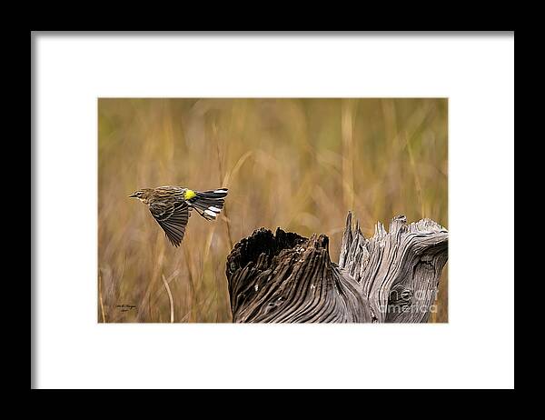 Warbler Framed Print featuring the photograph Flight Of The Driftwood Butterbutt by DB Hayes