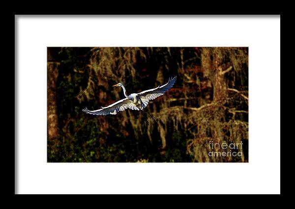 Great Framed Print featuring the photograph Flight of the Egret by DJA Images