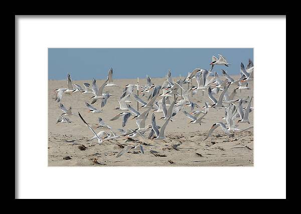 Terns Framed Print featuring the photograph Flight Of The Terns by Fraida Gutovich