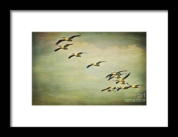 Pelican Framed Print featuring the photograph Flight of the White Pelicans by Joan McCool
