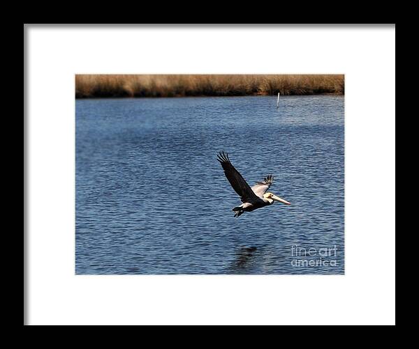 Pelican Framed Print featuring the photograph Flight Risk by Amanda Sanford