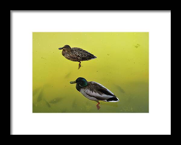 Nature Framed Print featuring the photograph Floating Around by Ron Cline