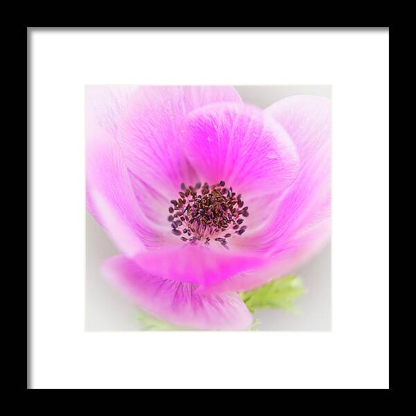 Anemone Framed Print featuring the photograph Floating by Caitlyn Grasso