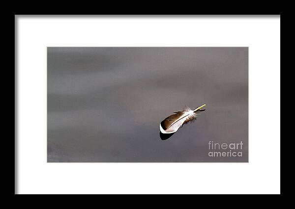 Feather Framed Print featuring the photograph Floating Feather by Jale Fancey