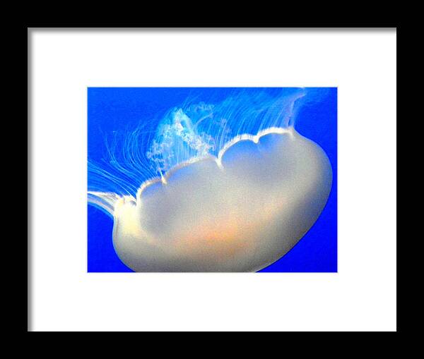 Sealife Framed Print featuring the photograph Floating Free by Elizabeth Hoskinson