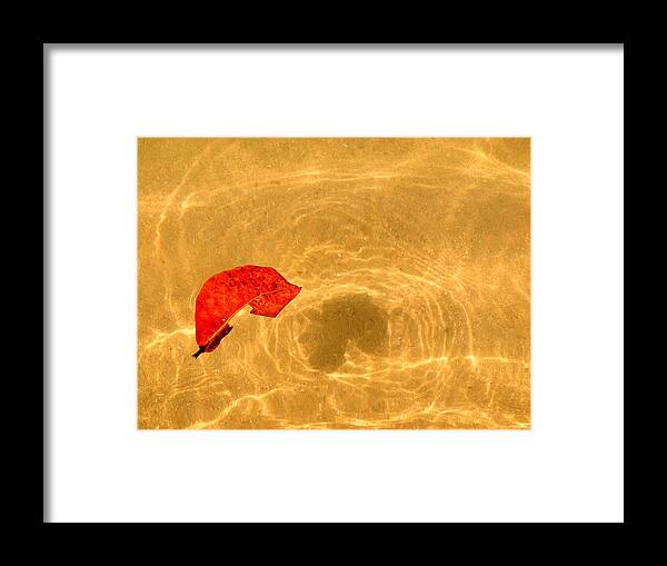 Simple Framed Print featuring the photograph Floating in Gold by Steven Robiner