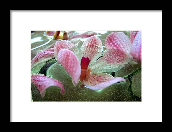 Orchids Framed Print featuring the photograph Floating Orchids by Nicole I Hamilton