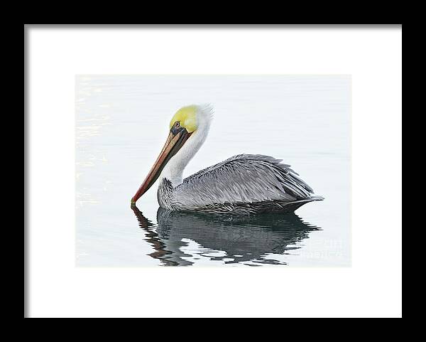 Animal Framed Print featuring the photograph Floating Pelican by Alice Cahill