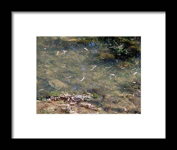 Needles Framed Print featuring the photograph Floating Pine Needles by Eric Forster