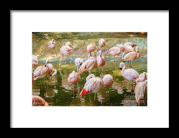 Flamingos Framed Print featuring the photograph Flock of Flamingos by Les Greenwood