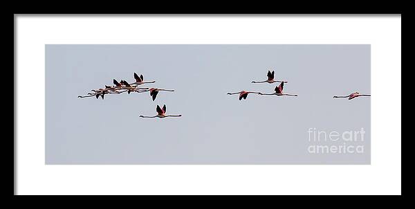 Animalia Framed Print featuring the photograph Flock of Flamingos Over Kalochori Lagoon by Jivko Nakev