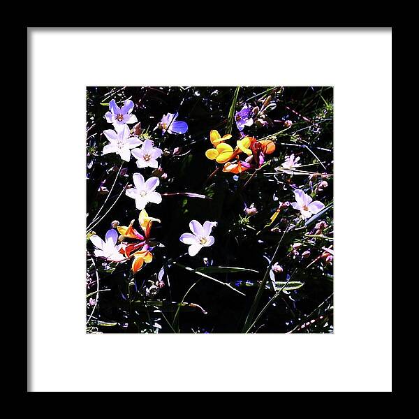 Flowers Framed Print featuring the photograph Flora Play by HweeYen Ong
