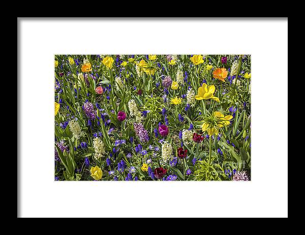 Colors Framed Print featuring the photograph Floral background in all colors by Patricia Hofmeester