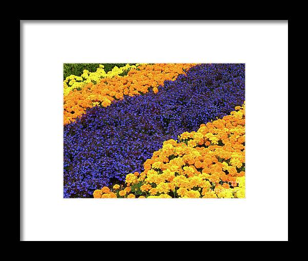 Gold Framed Print featuring the photograph Floral Carpet by Jacklyn Duryea Fraizer