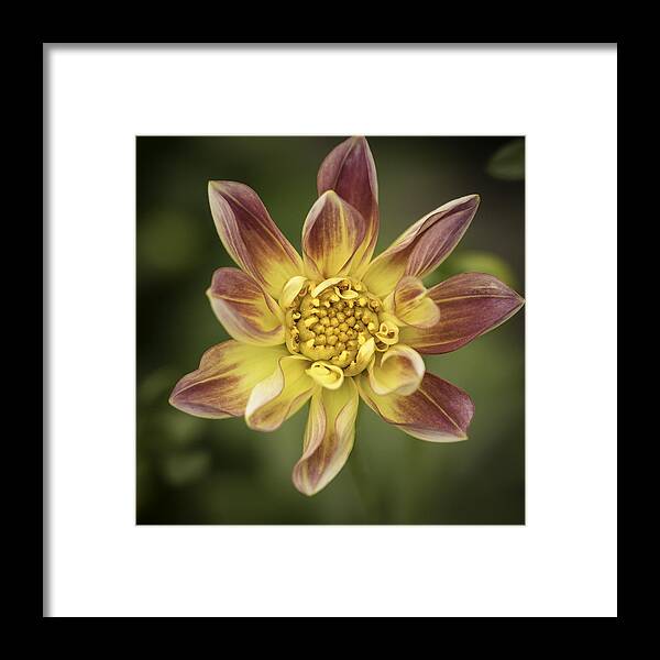 Spring Framed Print featuring the photograph Floral Hijinks by Cathy Donohoue