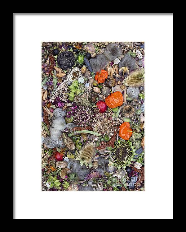 Flower Framed Print featuring the photograph Floral Seed Pods by Tim Gainey