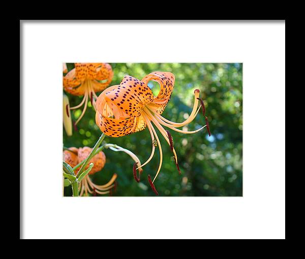 Lilies Framed Print featuring the photograph Floral Tiger Lily Flower art print Orange Lilies Baslee Troutman by Patti Baslee