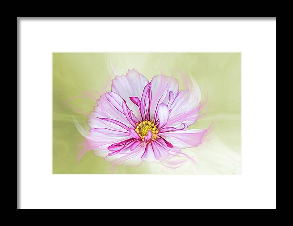 Cosmos Framed Print featuring the photograph Floral wonder by Usha Peddamatham
