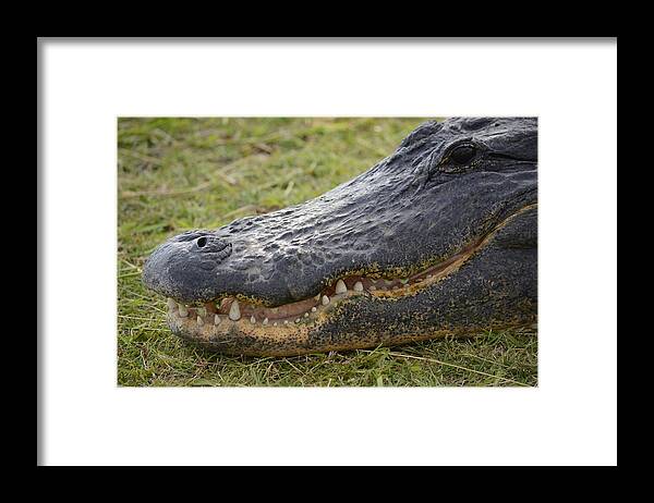 Gator Framed Print featuring the photograph Florida Alligator Alley by Alison Belsan Horton