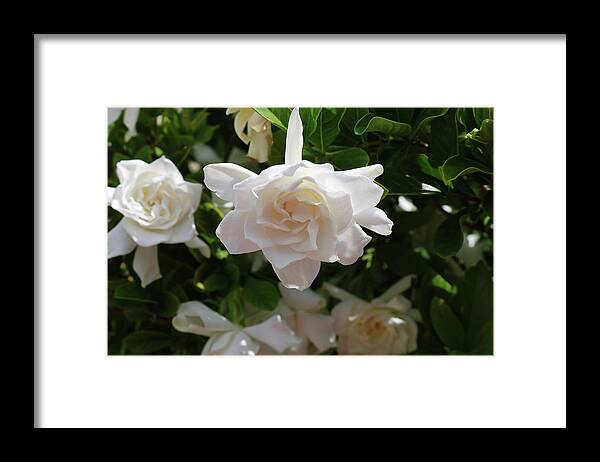 White Framed Print featuring the photograph Florida Gardenia by Michiale Schneider