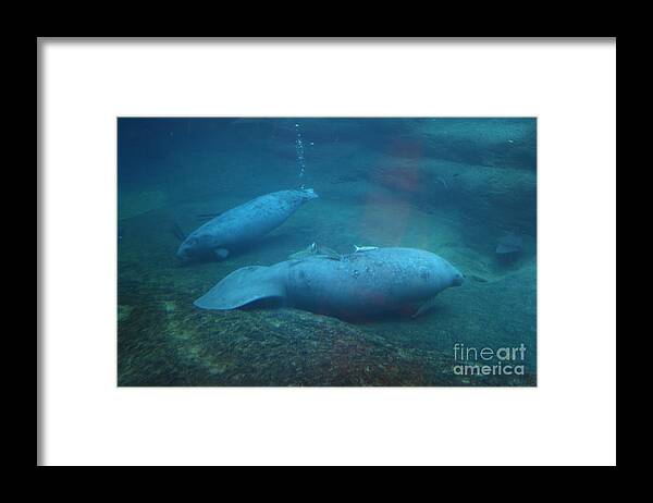 Underwater Framed Print featuring the photograph Florida Manatees by Dawn Downour