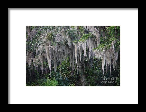 Spanish Moss Framed Print featuring the photograph Florida Mossy Tree by Carol Groenen