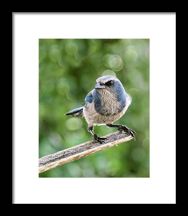 Aphelocoma Coerulescens Framed Print featuring the photograph Florida Scrub Jay by Dawn Currie