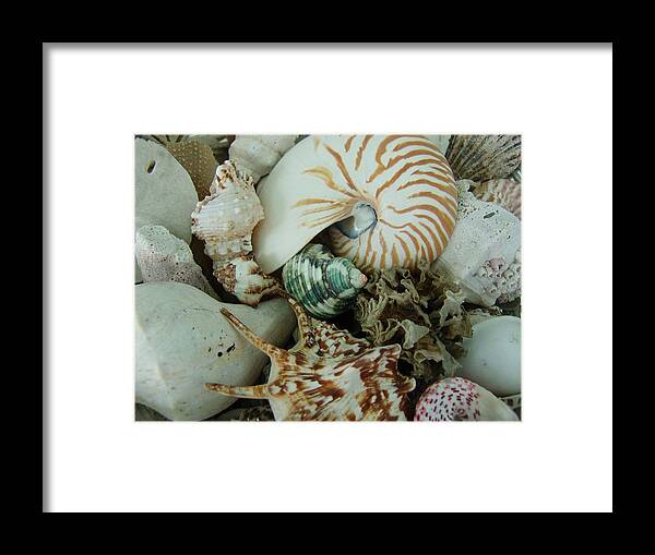 Shell Framed Print featuring the photograph Florida Sea Shells by Florene Welebny